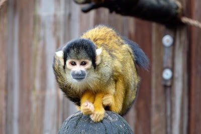 In with the Monkeys
